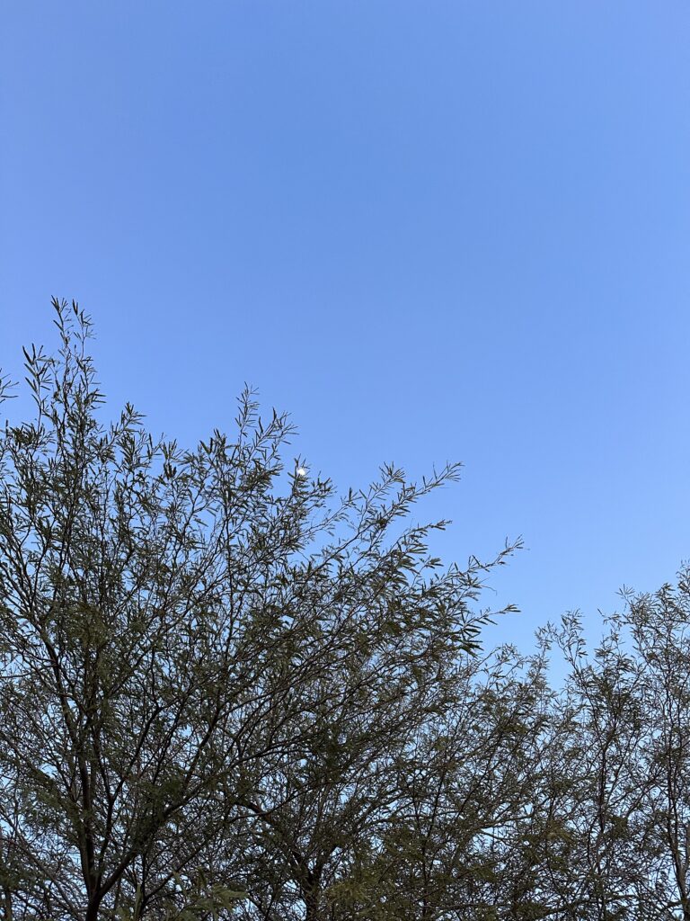 tree branches with the moon