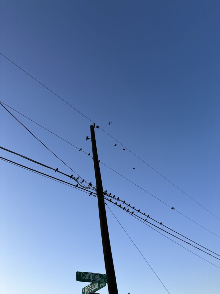 birds on telephone pole, some are flying away