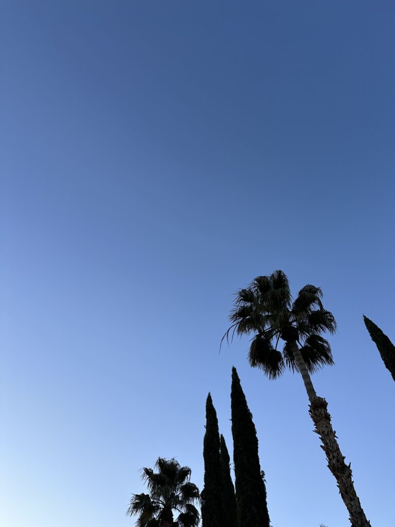 palm tree in the evening sky