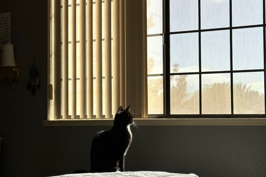 cat looking out the window, smile lines