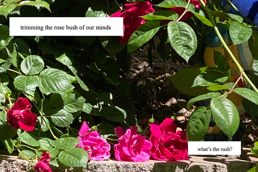 three pink roses in a rose bush, spring