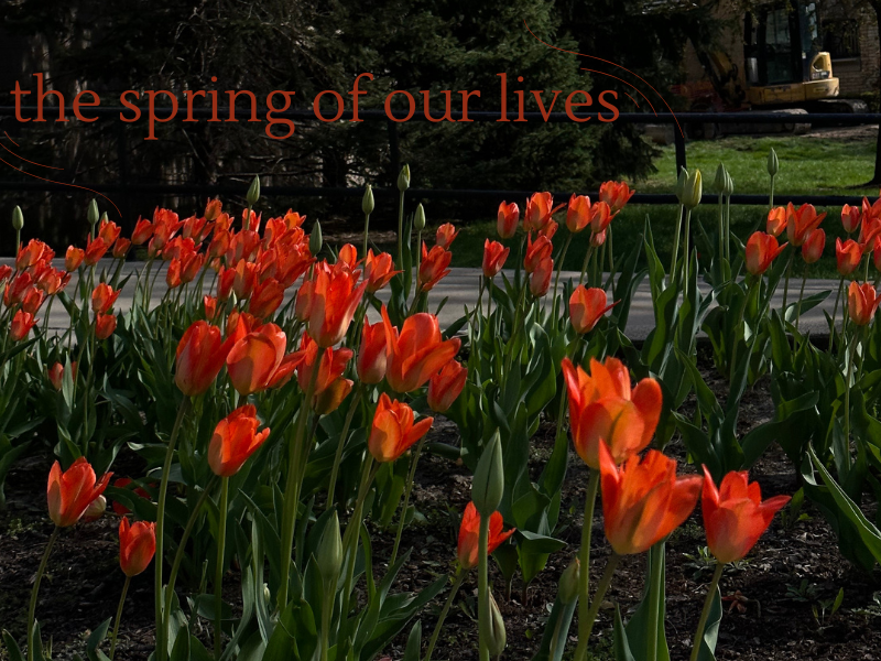 orange tulips, with text overtop