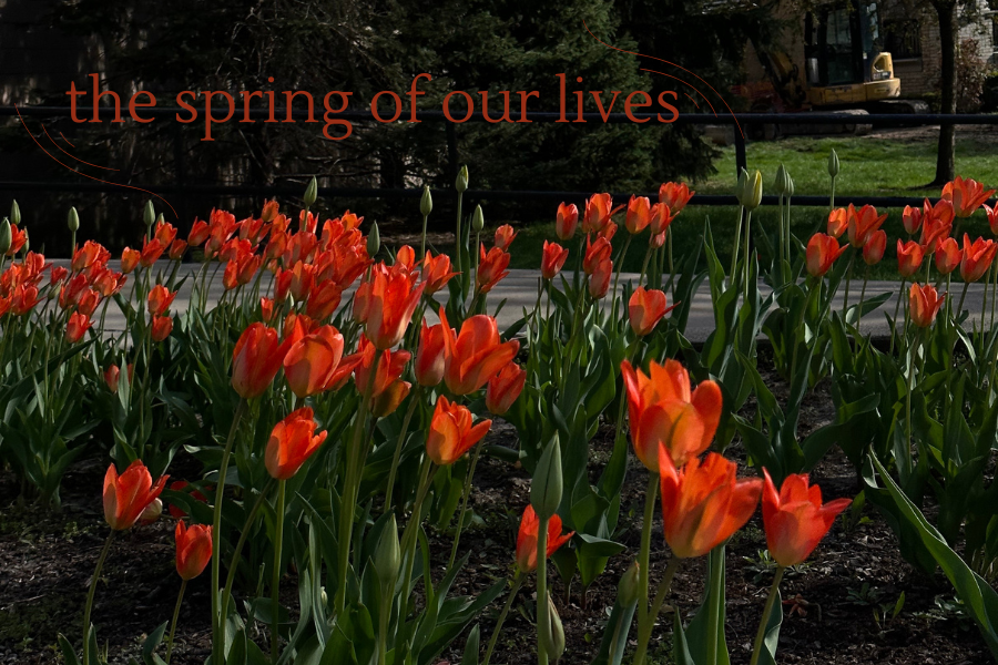 orange tulips, with text overtop