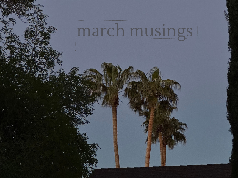 palm trees in dusk, march