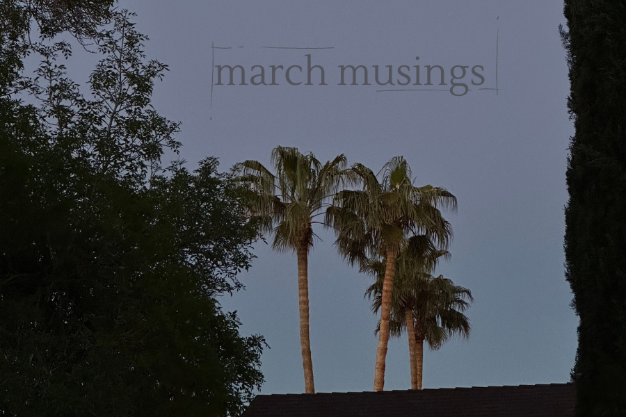 palm trees in dusk, march