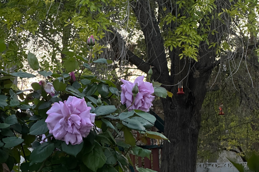 rose bush with two purple flowers