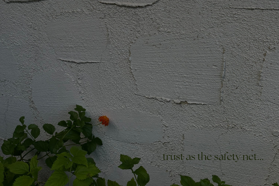 blooming flower against stucco wall, safety