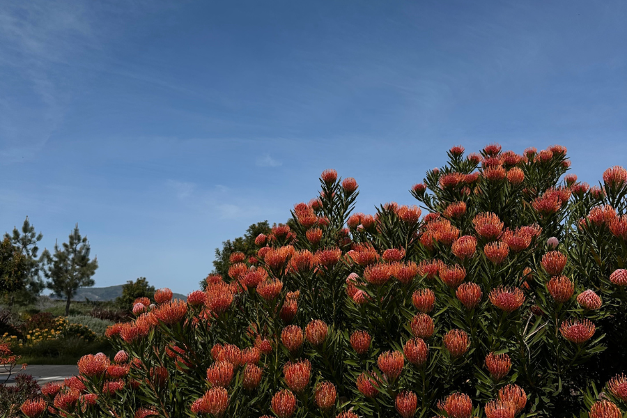 flowers against a blue sky, settled in